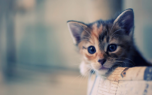 Very Cute Kitten Theme chrome extension