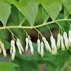 Solomon's Seal