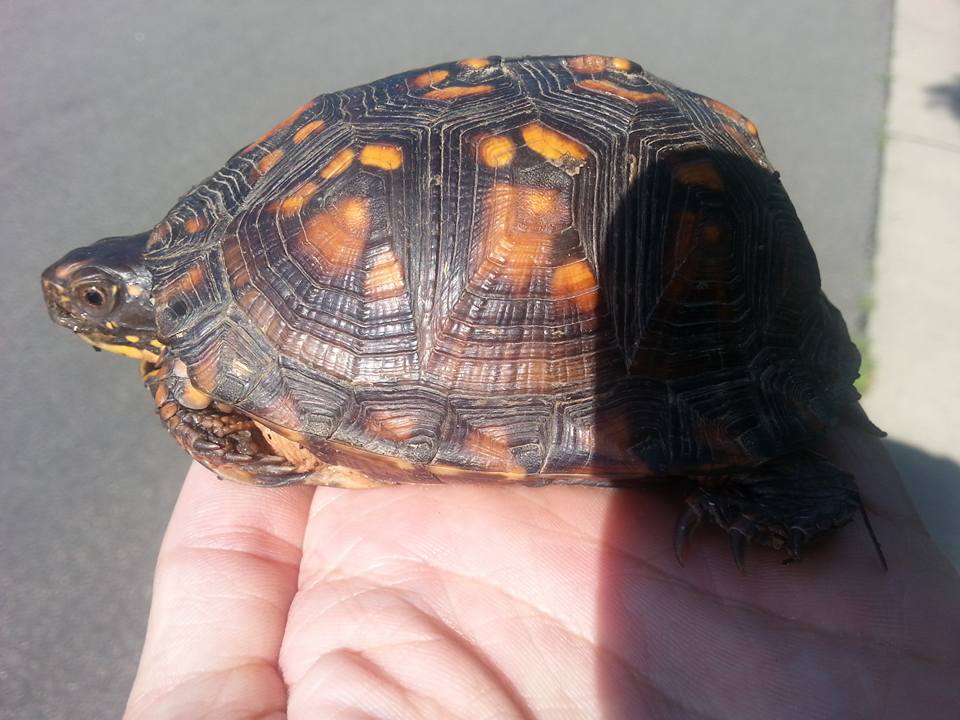 Eastern Box Turtle