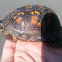 Eastern Box Turtle