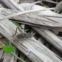 Field cricket