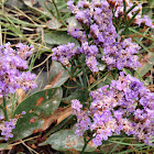 Sea lavender