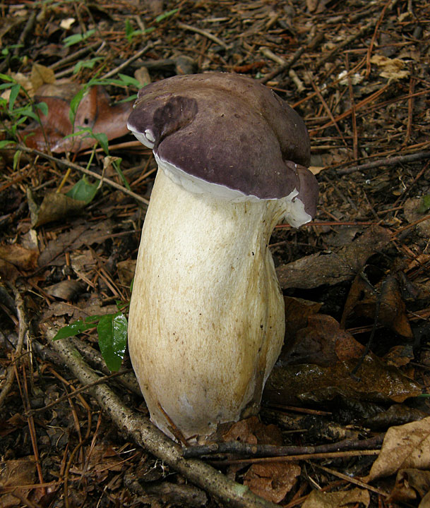 “Reddish Brown Bitter Bolete”