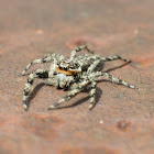 Tan Jumping Spider (Male)