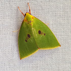 Yellow-Collared Tyana