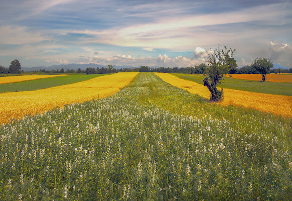 Quando la pianura si colora di Marlak