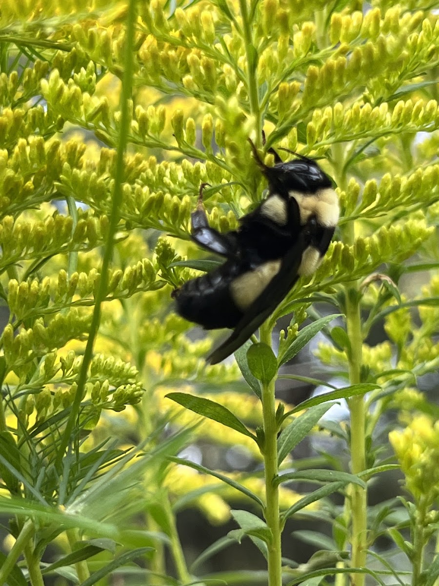 Southern Plains Bumble Bee