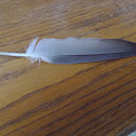 Bird Feather