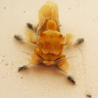 Southern Flannel Moth