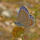 Common Blue