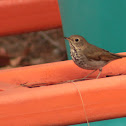 Hermit Thrush