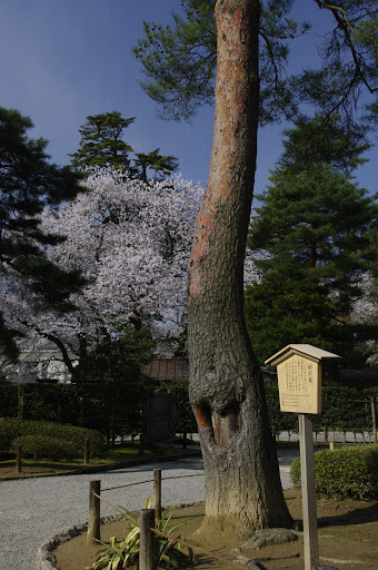 松の傷