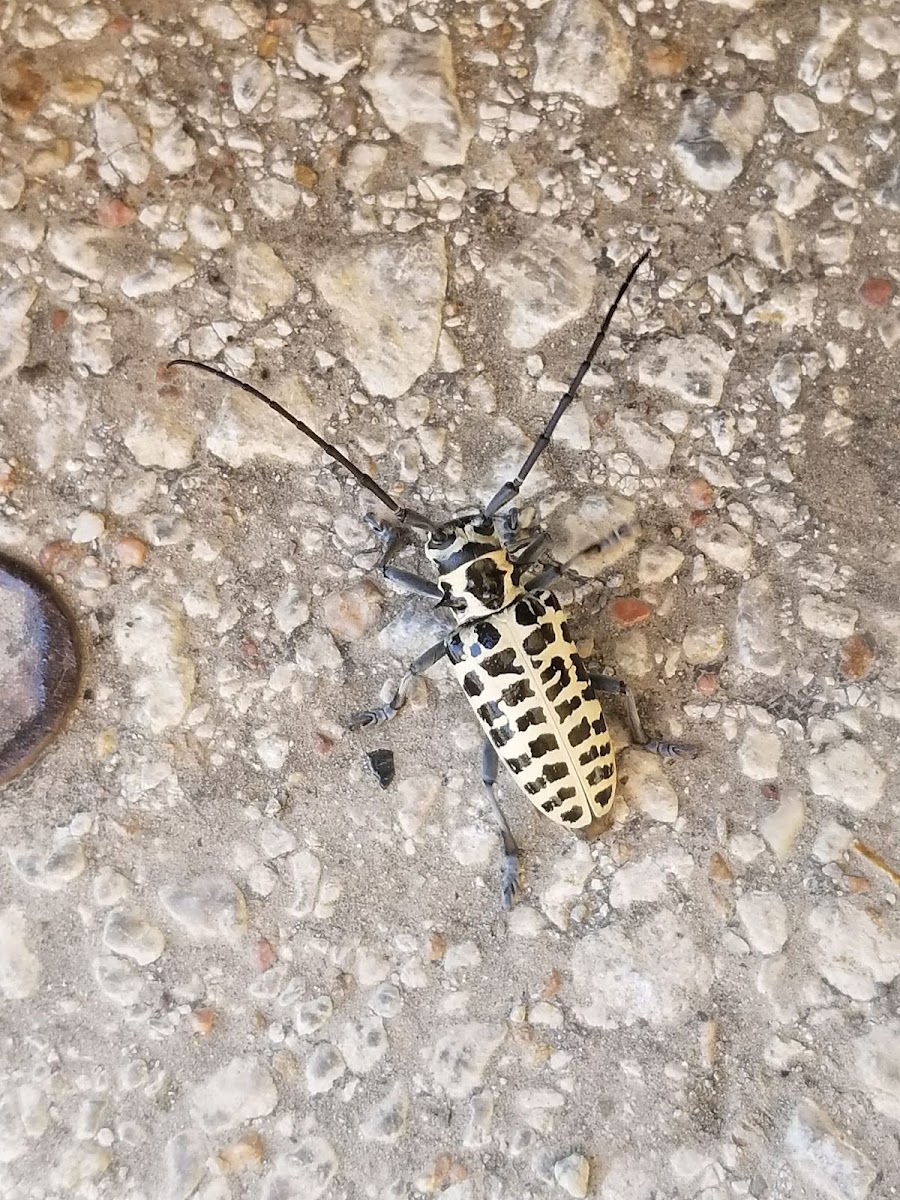 Cottonwood Borer