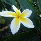 Frangipani