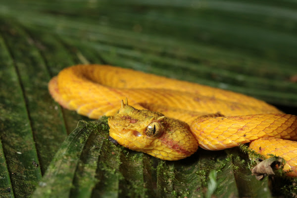 Eyelash Pit Viper Project Noah