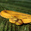 Eyelash Pit Viper