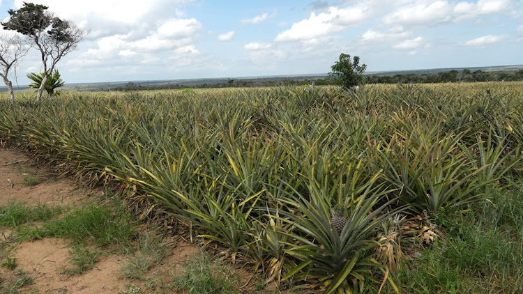 Pineapples planted in the proposed Proximity City of Returns by diaspora community in Magarini, Kilifi county