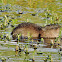 Muskrat