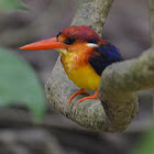 Oriental Dwarf Kingfisher