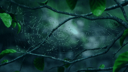 Spider in the Rain cinema 4d cgi after effects discover-spider rain GIF
