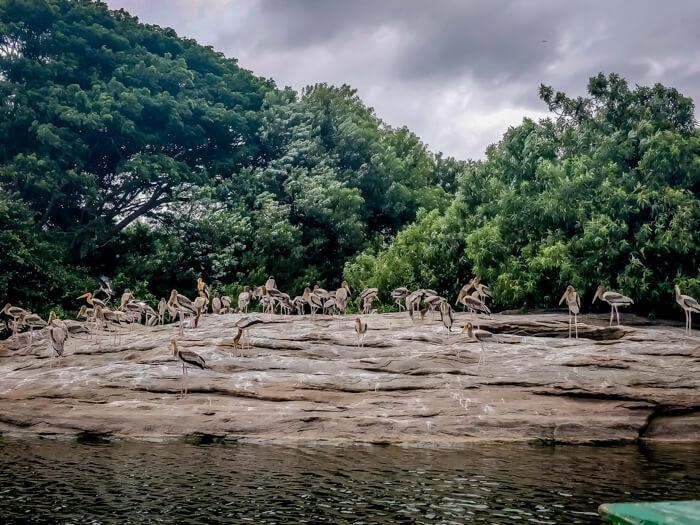 ranganathittu bird sanctuary