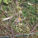 European Robin