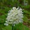 Black Snakeroot