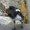 Blue Billed Magpie