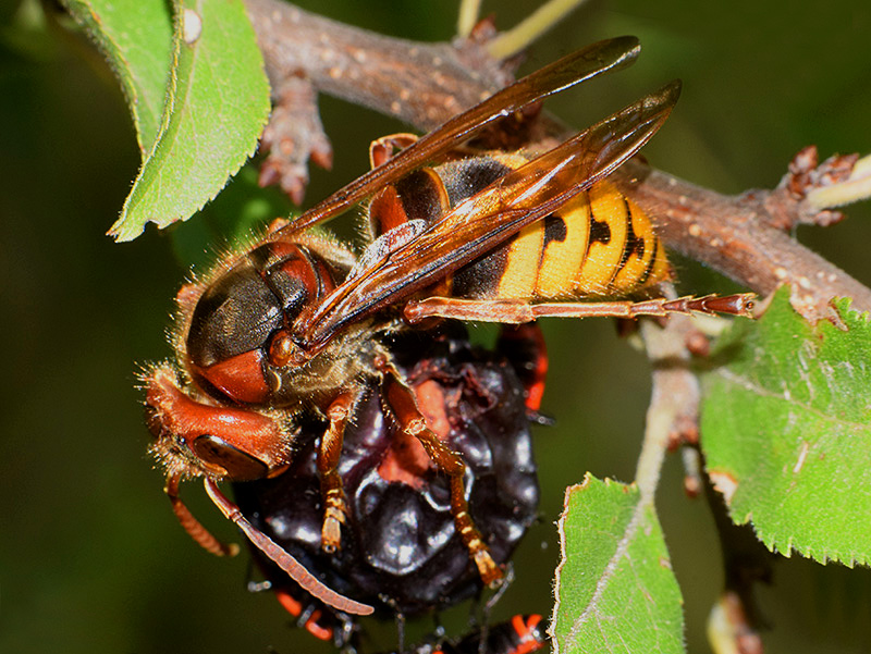 European Hornet