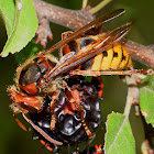 European Hornet