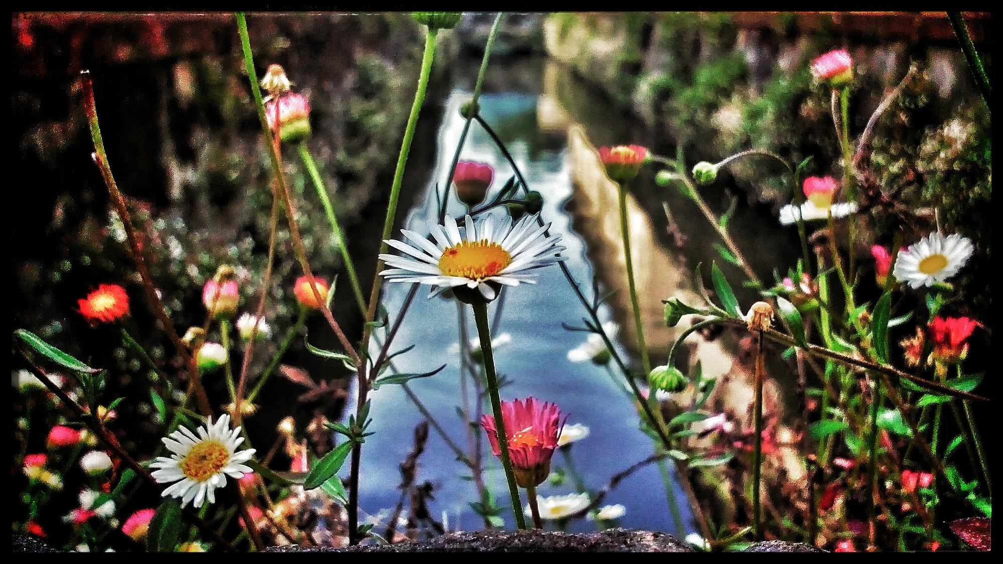 Fioriture spontanee su fosso cittadino di peste