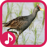 Watercock Sounds  Icon