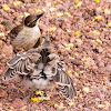 Galapagos mockingbird