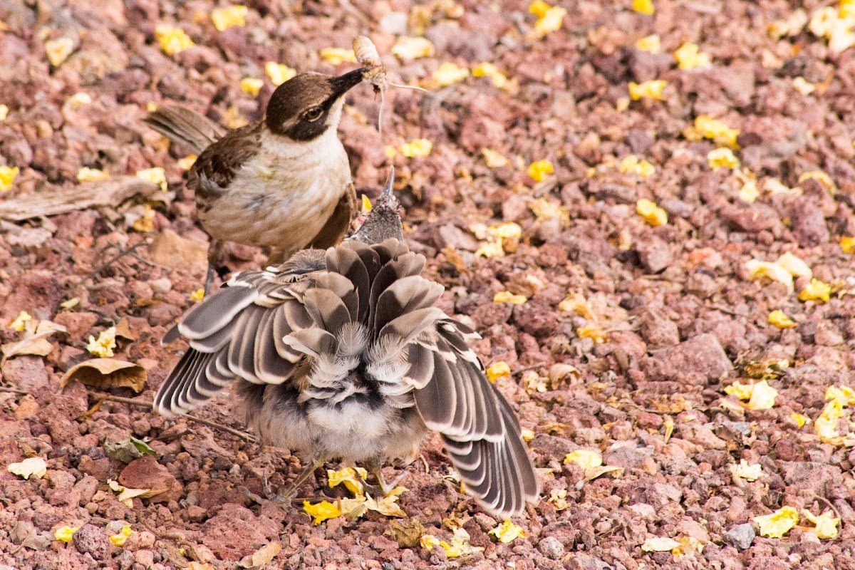 Galapagos mockingbird