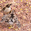 Galapagos mockingbird