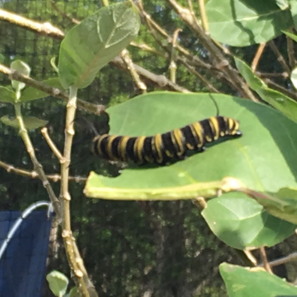 Monarch butterfly