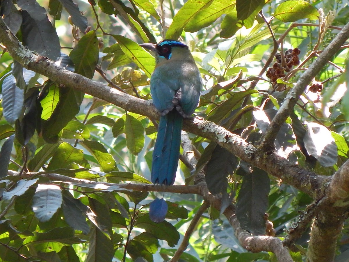 Mot mot, Blue-crowned Motmot