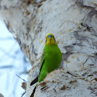 Budgerigar (male)