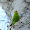 Budgerigar (male)