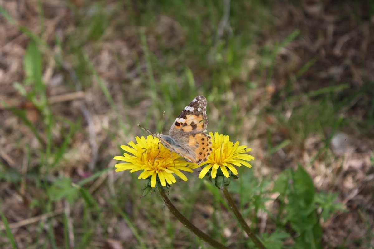 Painted Lady