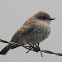 Vermilion Flycatcher (immature)