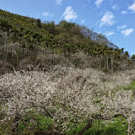 柳家梅園農場