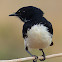 Willie Wagtail