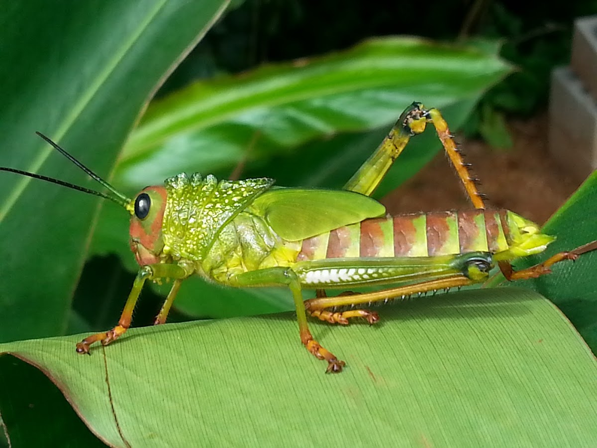 Giant Grasshopper Nymph