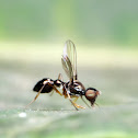 Ant Mimic Fly