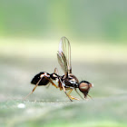 Ant Mimic Fly