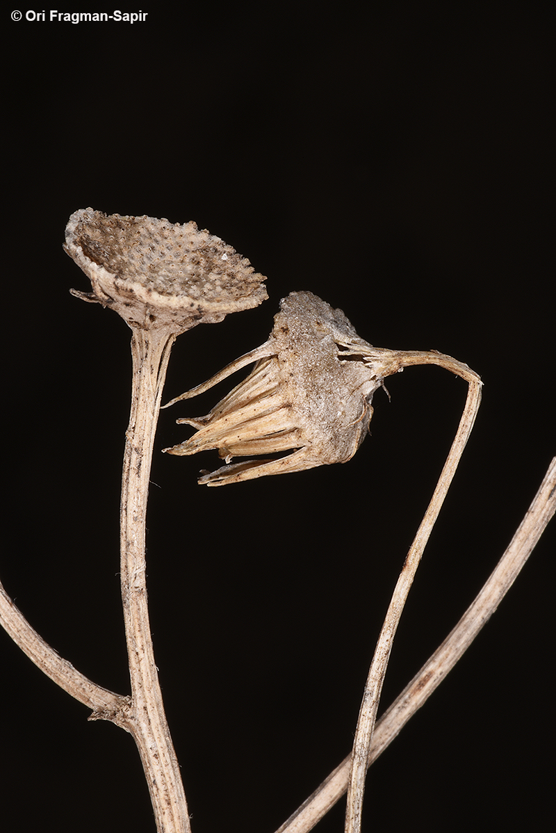 Jaffa groundsel