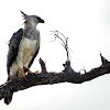 Harpy eagle