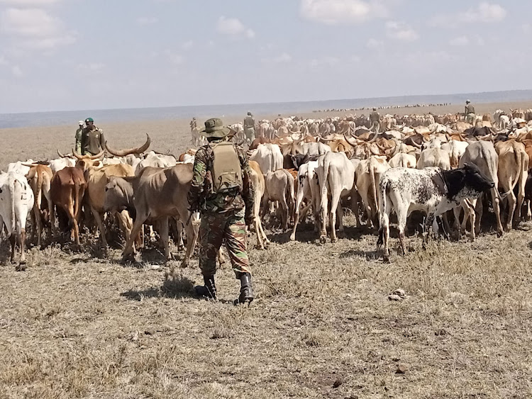 Police drive away some of the 1,200 cows surrendered by herders in Laikipia on September 22.