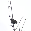 Red winged blackbird female